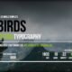 Birds || Responsive Coming Soon Page